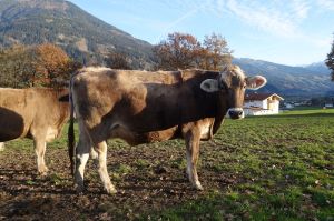 k-Genoxboy bei Taxacher